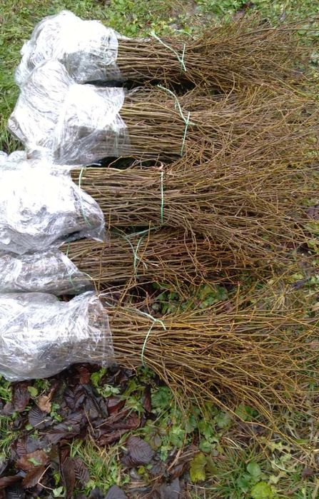 Саженцы Липы мелколистой! Опт! Розница!