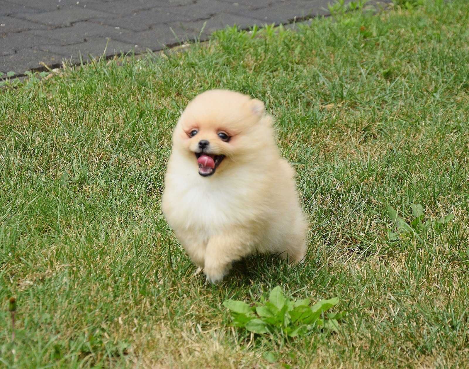 Piesek Pomeranian- Oskar- gotowy na kochający dom