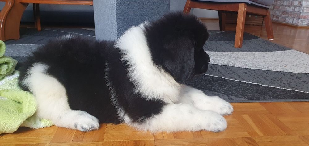 Nowofundland szczenię czarno-białe ZKwP FCI