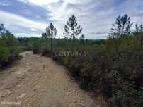 Terreno Rustico com 6120 m2 Vale da Pereira-Santo André das Tojeiras