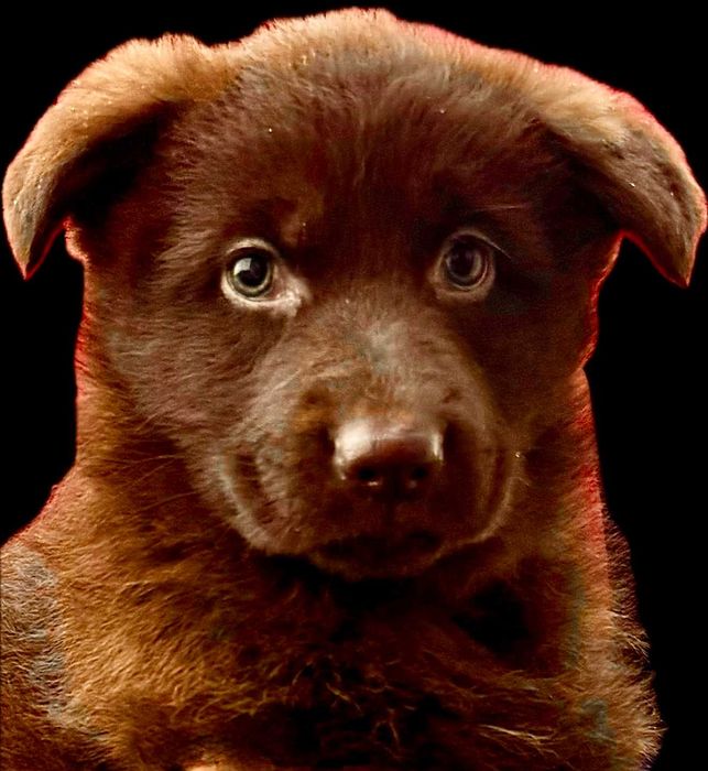 Owczarek niemiecki krótkowłosy suczka szczeniak - CZEKOLADOWA