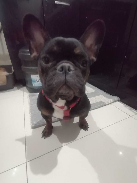 Французький бульдог двчинка