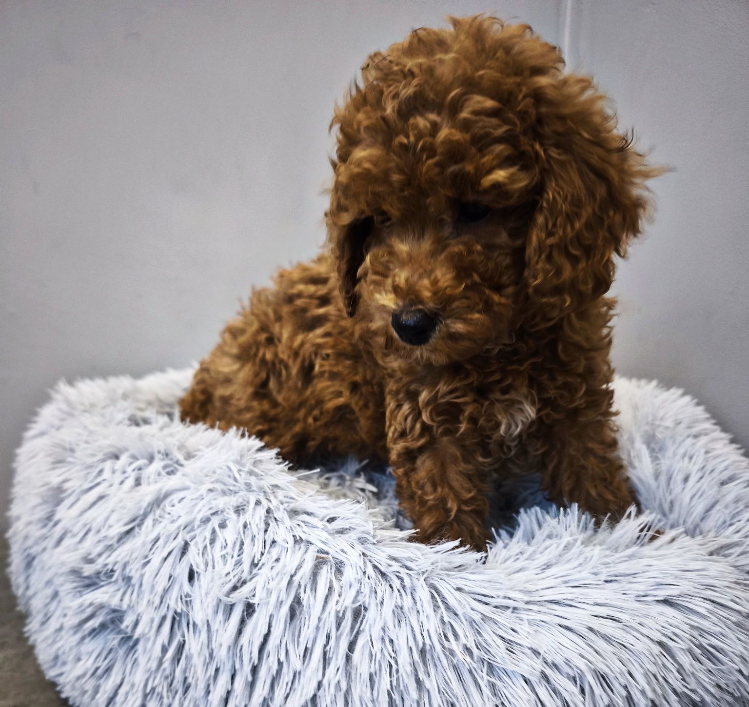 Maltipoo chłopiec