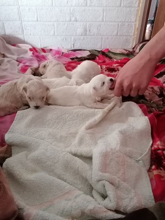 Piękne maltanczyki z rodowodem