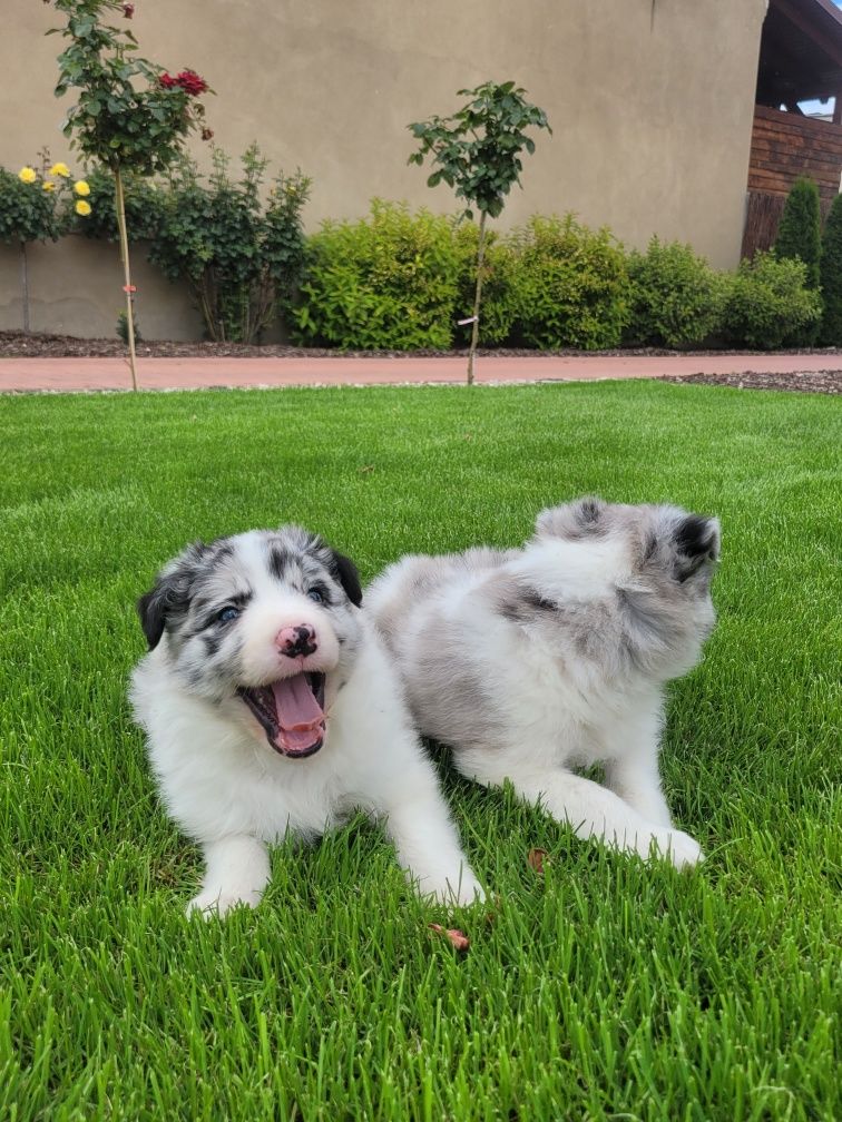 Border Collie Śliczny Szczeniak