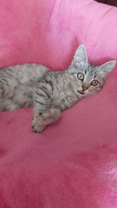 Гарна дівчинка шукає дім