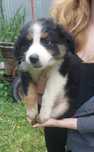 Border collie tricolor!