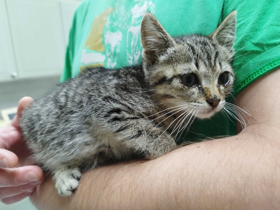 Kociaki polecają się do adopcji