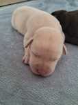 Labrador retriever