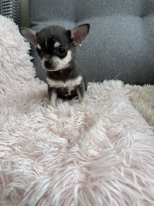 Chihuahua malenka suczka do odbioru