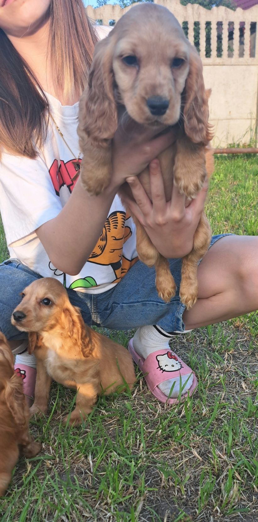 Śliczny cocker spaniel