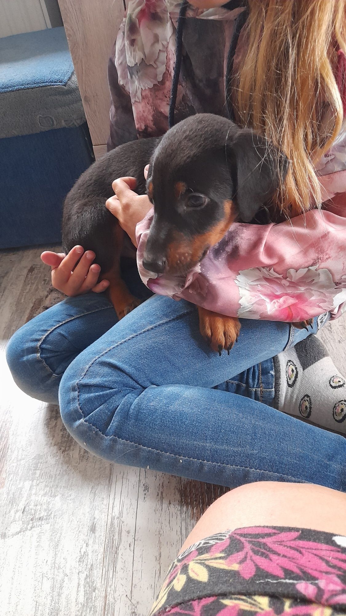 Doberman szczeniak rezerwacja