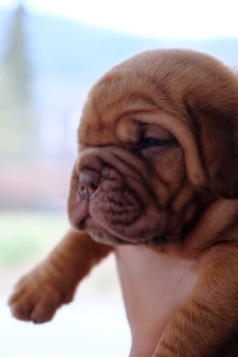 Magnifico Dogue de Bordéus com LOP