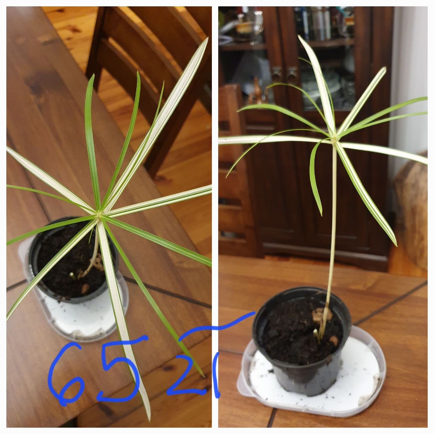 Papirus variegata cibora papirusowa