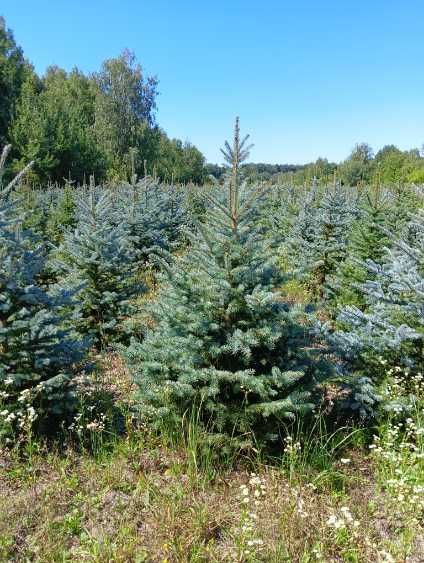 Choinki - świerk srebrny plantacja