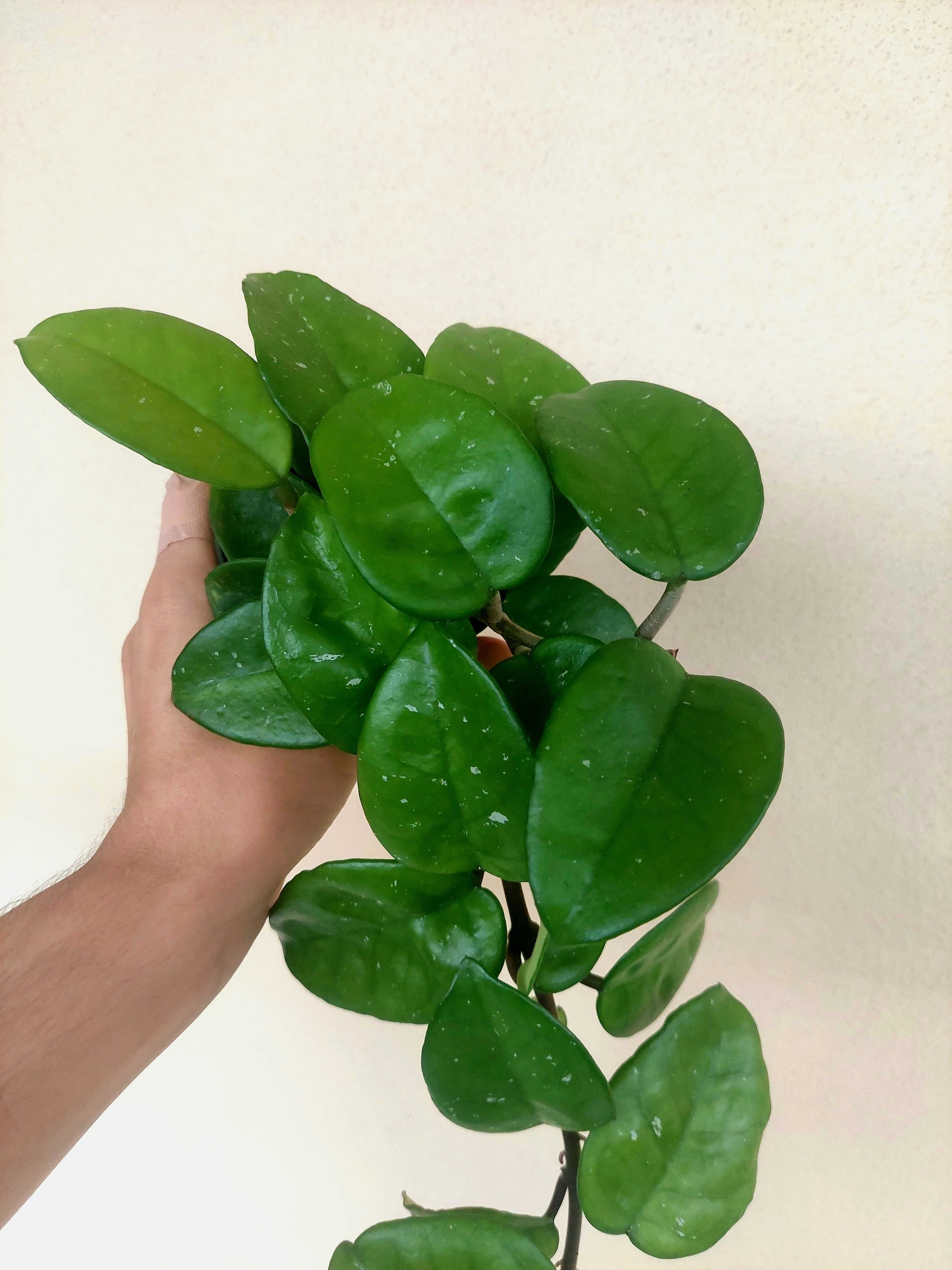 Planta Hoya Krinkle