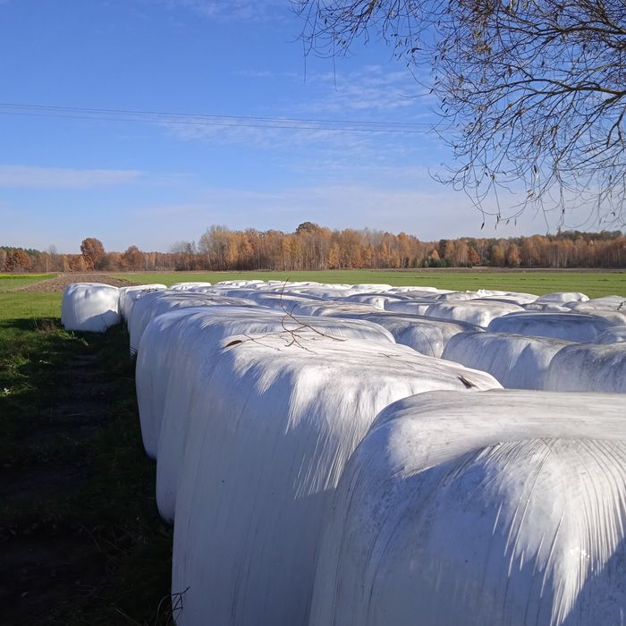Sprzedam lub Zamienię sianokiszonkię na bydło.