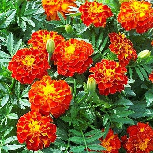 Індивідуальні заняття