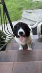 Landseer dziewczynka 13 tygodni