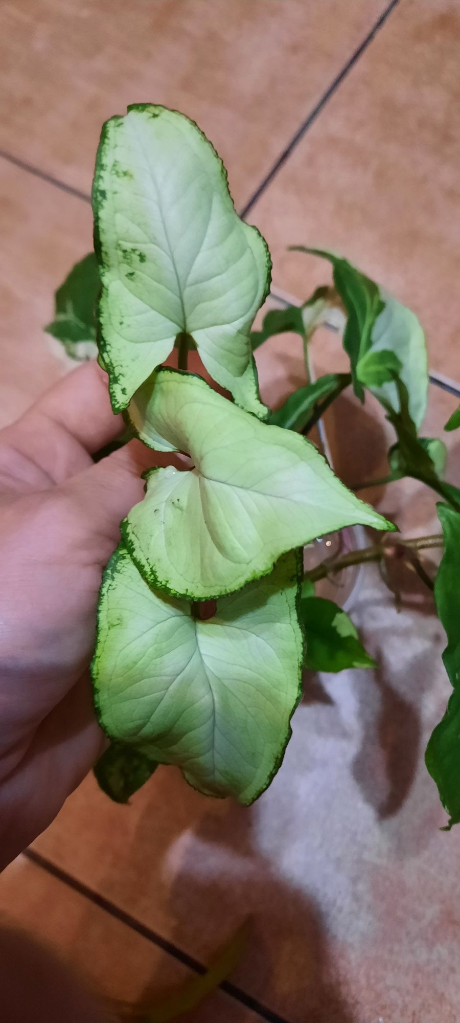 Syngonium cięte sadzonki