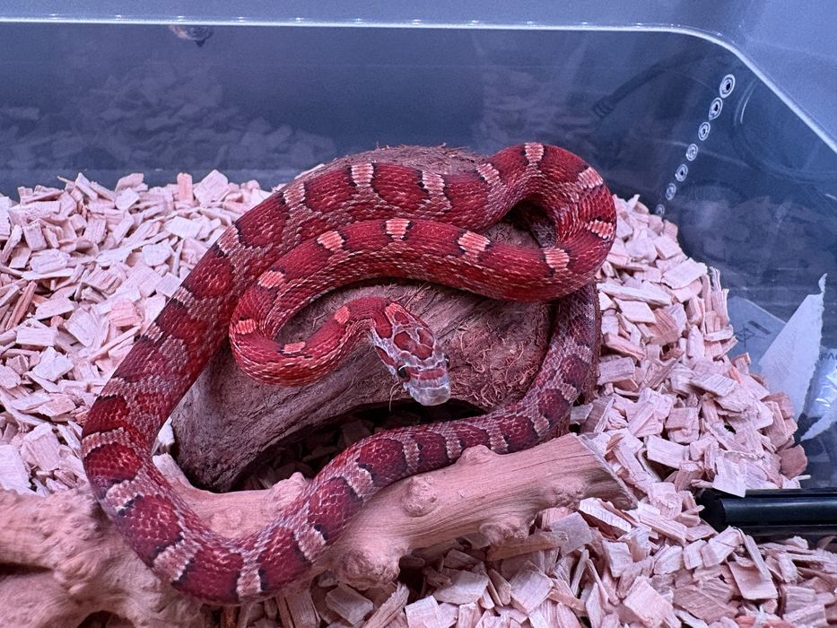 Waż zbożowy diffused motley het anery het amel