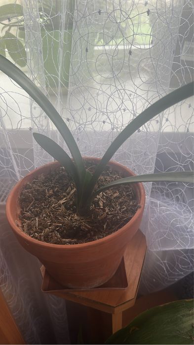 Клівія кімнатна рослина