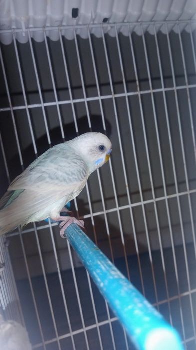 Periquito domésticado/criado a mão