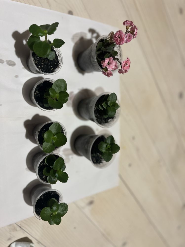 РОЗПРОДАЖ!!Каланхоє квітуче червоне, розове, оранжеве