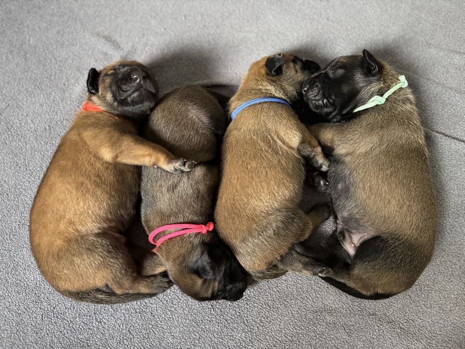 Szczeniak Owczarek Belgijski Malinois FCI