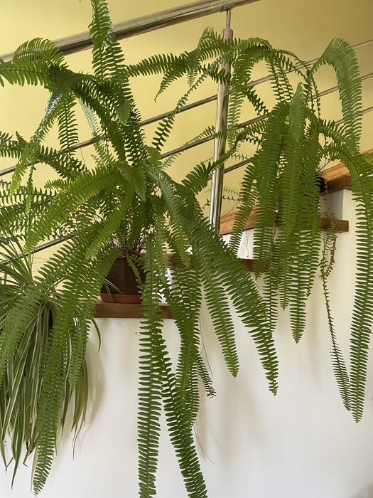 Папоротники продажа.