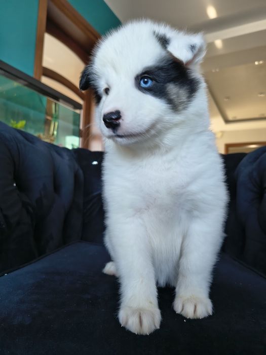 Suczka Aria łajka jakucka FCI metryka chip umowa wyprawka do odbioru