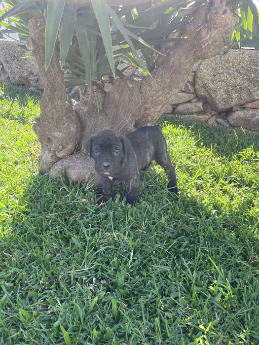 Cane corso italiano fêmea