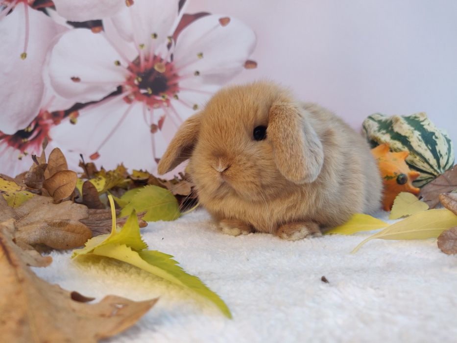 Króliczki domowe Mini Lop.