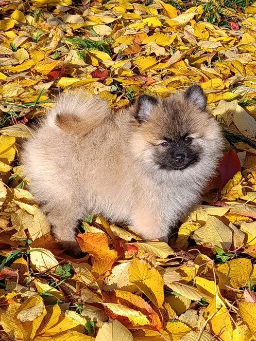 Szpic miniaturowy sunia