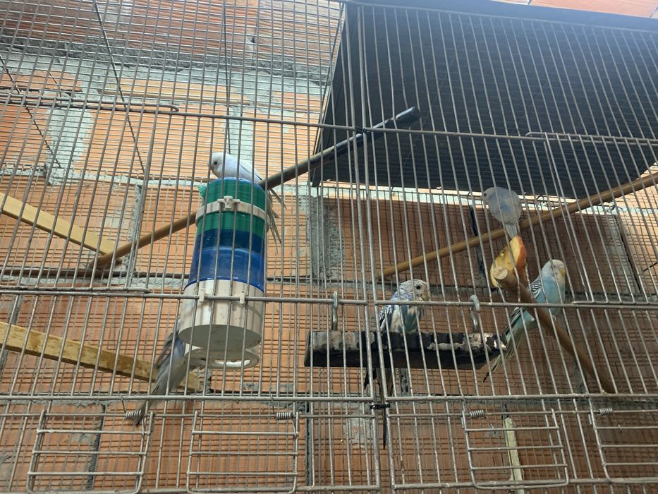 Varios periquitos para venda ou troca