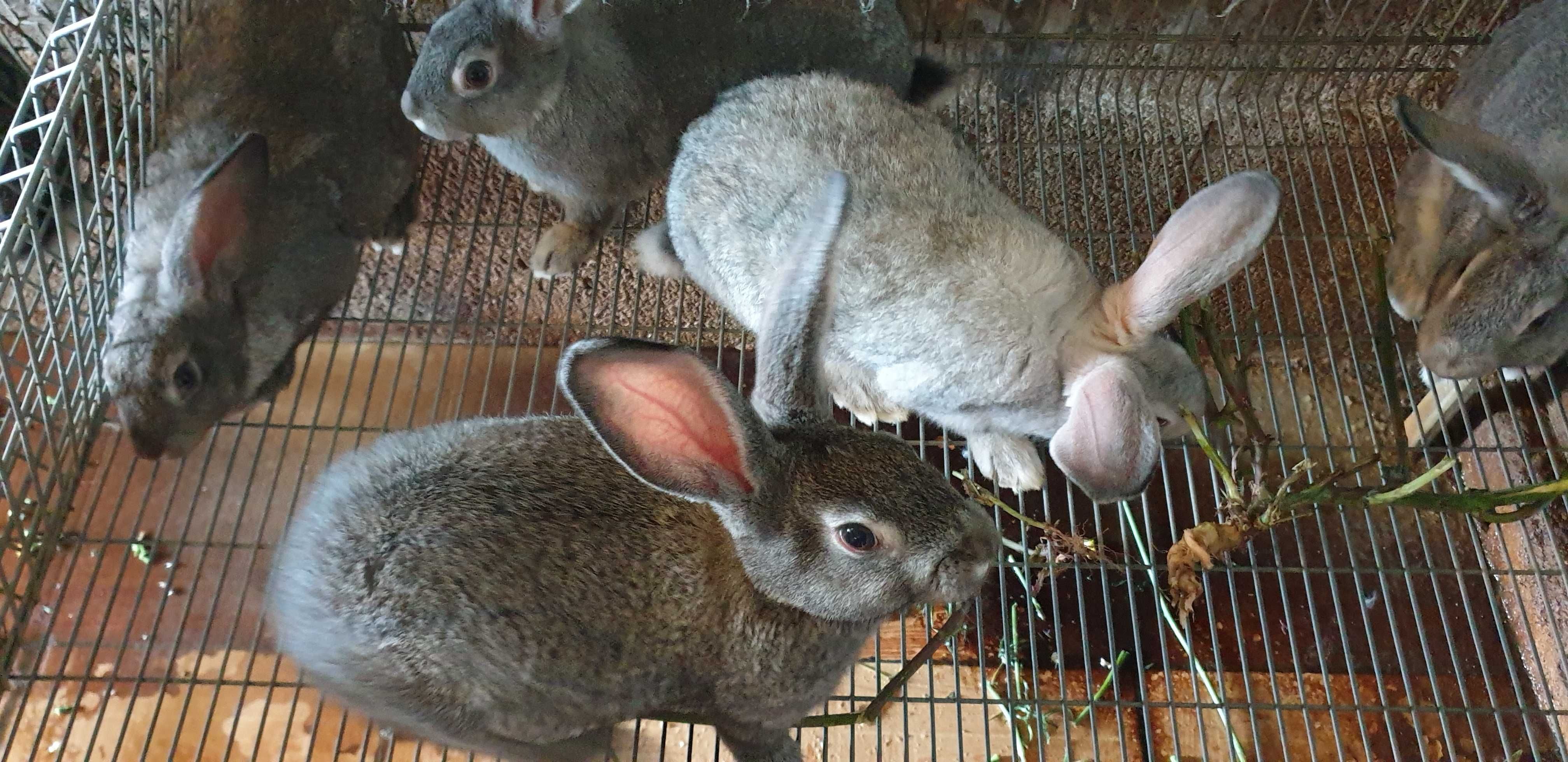 Coelhos Caseiros