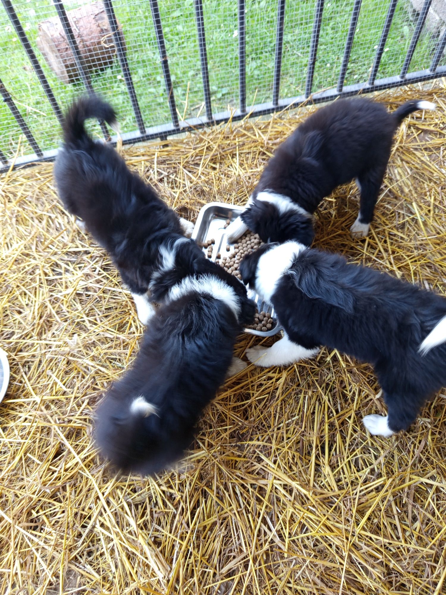 Pies  Border Collie