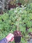 P11 Dereń syberyjski cornus sibirica hurt detal wysyłka