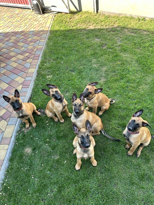 Щенки Малинуа 2,5 міс