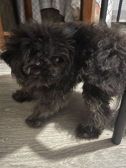 Віддам собаку тільки в будинок або квартиру