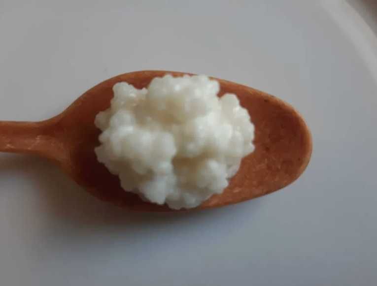 Grzybek kefirowy tybetański EXTRA sposób na WŁASNY BIOkefir/jogurt/ser