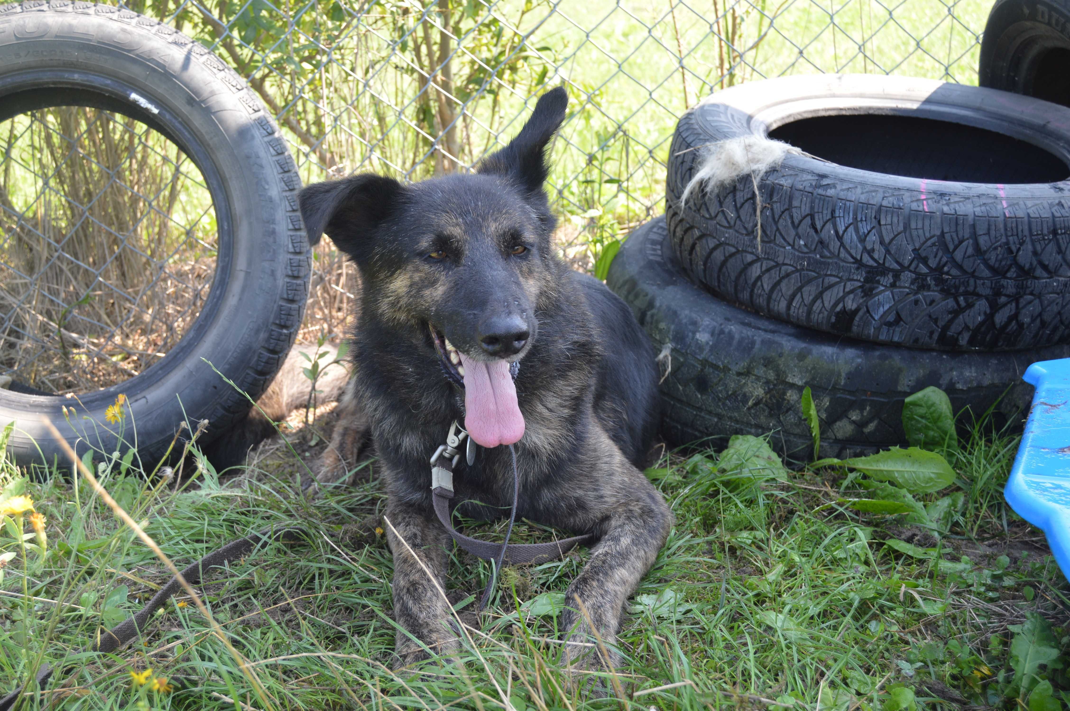 Wysoki Hienio do adopcji!