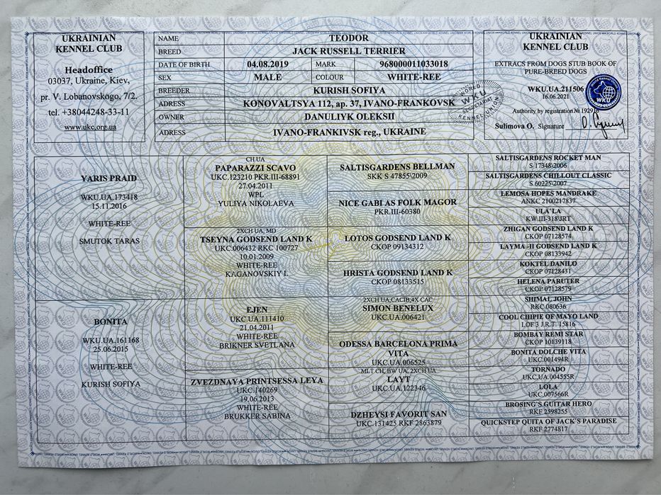 Вʼязка Джек Расел терʼєр хлопчик