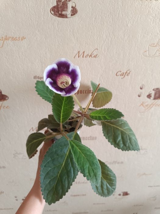 Глоксинія фіолетова