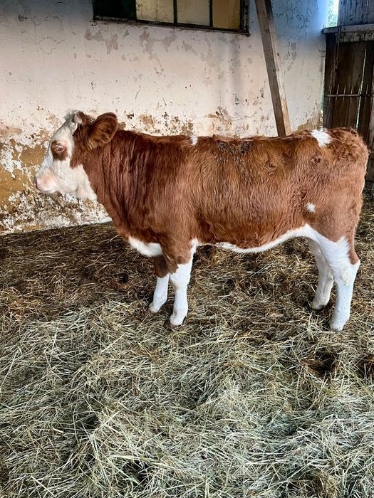 4 jałówki 2 byki Biała strefa