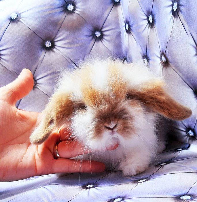 Карликовые супер мини кролики декорат.торчеухие и вислоухие крольчата