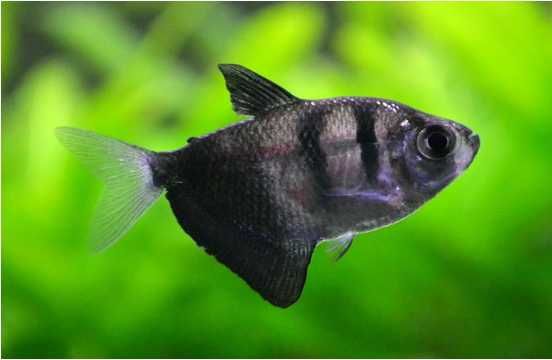 Tetra czarna -Żałobniczka