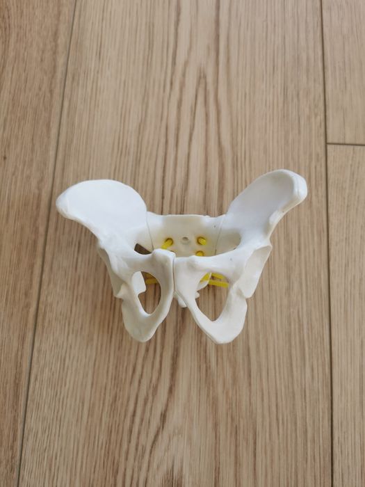 Model anatomiczny miednicy mały