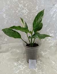 Skrzydłokwiat Gemini Variegata (IV) wysokość 19,5 cm, 1 sadzonka