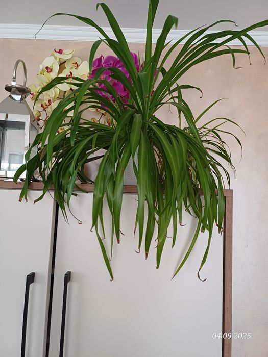 Zielistka z doniczką